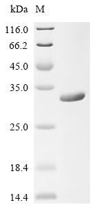Recombinant Human CD40 ligand (CD40LG) , partial - image 1