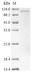 Recombinant Human CD44 antigen (CD44) , partial - image 1