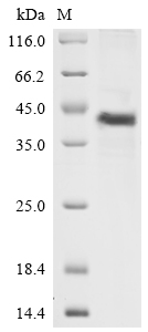 Recombinant Human Complement decay-accelerating factor (CD55) , partial - image 1