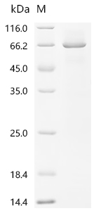 Recombinant Human Cadherin-12 (CDH12) , partial - image 1