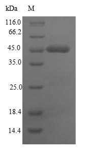 SDS-PAGE- Recombinant protein Human CEACAM8
