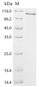 Recombinant Mouse Complement factor B (Cfb) - image 1