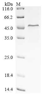 Recombinant Human Complement factor H (CFH) , partial - image 1