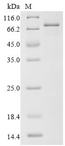 Recombinant Human Complement factor I (CFI) - image 1