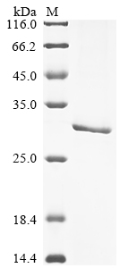 Recombinant Tetronarce californica Acetylcholine receptor subunit alpha (CHRNA1) , partial - image 1
