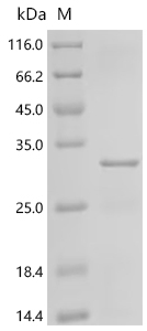 Recombinant Tetronarce californica Acetylcholine receptor subunit alpha (CHRNA1) , partial - image 1