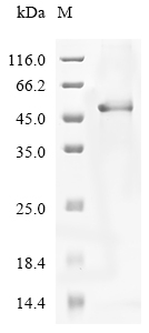 Recombinant Human Cartilage intermediate layer protein 2 (CILP2) , partial - image 1