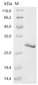 Recombinant Mouse Cold-inducible RNA-binding protein (Cirbp) - image 1