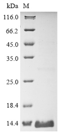 Recombinant Rat Claudin-1 (Cldn1) , partial - image 1