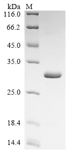 Recombinant Human Tetranectin (CLEC3B) - image 1