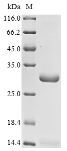 Recombinant Mesocricetus auratus Clusterin (CLU) - image 1