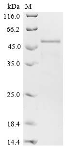 Recombinant Human Collagen alpha-1 (XI) chain (COL11A1) , partial - image 1
