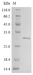 Recombinant Human Collagen alpha-1 (XI) chain (COL11A1) , partial - image 1