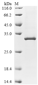 Recombinant Mouse Collagen alpha-1 (IV) chain (Col4a1) , partial - image 1