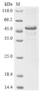 Recombinant Human Cytokine receptor-like factor 1 (CRLF1) - image 1