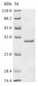 Recombinant Mouse Alpha-crystallin A chain (Cryaa) - image 1