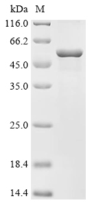 Recombinant Helicobacter pylori Citrate synthase (gltA) - image 1