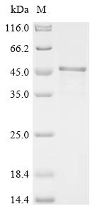 Recombinant Human Y-box-binding protein 3 (YBX3) - image 1