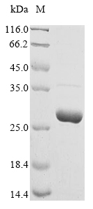 Recombinant Human Chorionic somatomammotropin hormone protein (CSH1) - image 1