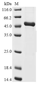 Recombinant Human Chorionic somatomammotropin hormone 2 (CSH2) - image 1