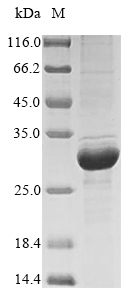 Recombinant Bovine Beta-casein (CSN2) - image 1