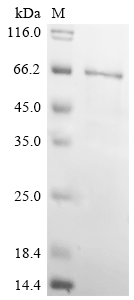 Recombinant Rat Chondroitin sulfate proteoglycan 4 (Cspg4) , partial - image 1