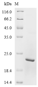 Recombinant Bovine Cystatin-C (CST3) - image 1