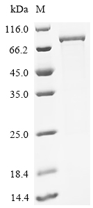 Recombinant Mouse CTP synthase 1 (Ctps1) - image 1