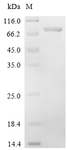 Recombinant Mouse CTP synthase 2 (Ctps2) - image 1