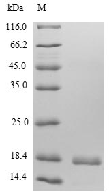 SDS-PAGE- Recombinant protein Human Cxcl9