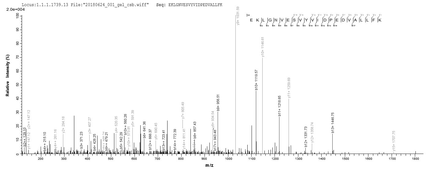 LC-MS Analysis 1- Recombinant protein Human CYP11A1
