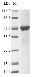 SDS-PAGE- Recombinant protein Rat Dao