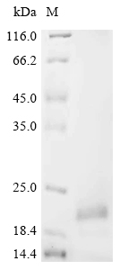 Recombinant Mouse Alpha-defensin 3 (Defa3) - image 1