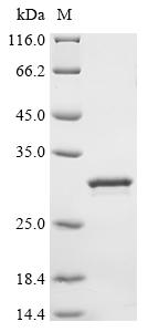 Recombinant Pig Beta-defensin 1 (DEFB1) - image 1