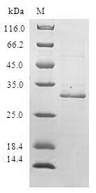 Recombinant Human Beta-defensin 4A (DEFB4A) - image 1