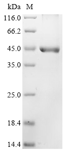 Recombinant Human DNA fragmentation factor subunit beta (DFFB) - image 1