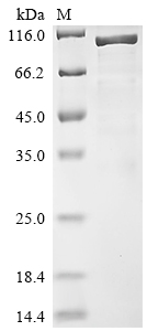 Recombinant Rat Disks large homolog 4 (Dlg4) - image 1