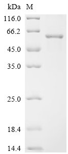 CSB-EP006982HU SDS