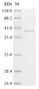 (Tris-Glycine gel) Discontinuous SDS-PAGE (reduced) with 5% enrichment gel and 15% separation gel.