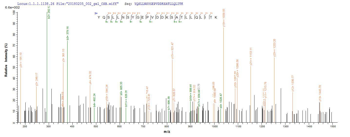 LC-MS Analysis 1- Recombinant protein Human DNM1L