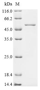 Recombinant Human Decapping and exoribonuclease protein (DXO) - image 1