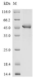 Recombinant Human Extracellular matrix protein 1 (ECM1) , partial - image 1