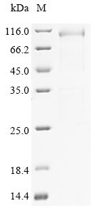 Recombinant Mouse Elongation factor 2 (Eef2) - image 1