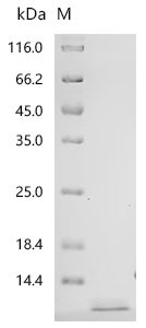 Recombinant Human Pro-epidermal growth factor (EGF) , partial - image 1