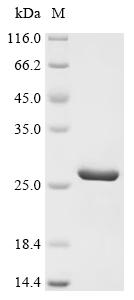 Recombinant Human Eukaryotic translation initiation factor 1A, X-chromosomal (EIF1AX) - image 1