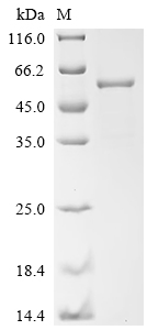 Recombinant Human Eukaryotic translation initiation factor 3 subunit E (EIF3E) - image 1