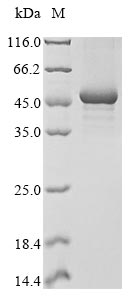 Recombinant Xenopus tropicalis ELAV-like protein 4 (elavl4) - image 1