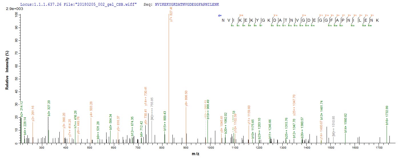 LC-MS Analysis 2- Recombinant protein Mouse Eno1