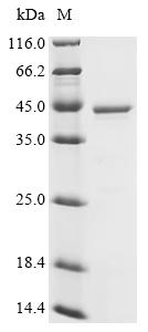 Recombinant Human Enhancer of rudimentary homolog (ERH) - image 1