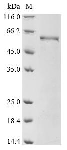 Recombinant Mouse Ena/VASP-like protein (Evl) - image 1